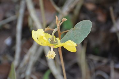 Bakeridesia gloriosa, photographed by Neptalí Ramírez Marcial
