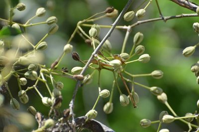 Pisonia macranthocarpa, photographed by Neptalí Ramírez Marcial