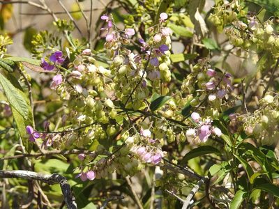 Asemeia floribunda, photographed by Neptalí Ramírez Marcial