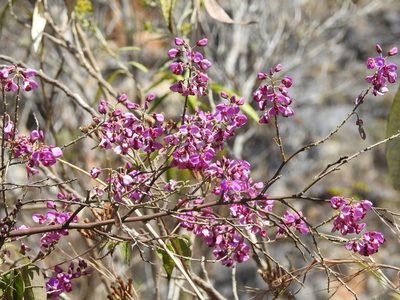 Securidaca diversifolia, photographed by Neptalí Ramírez Marcial