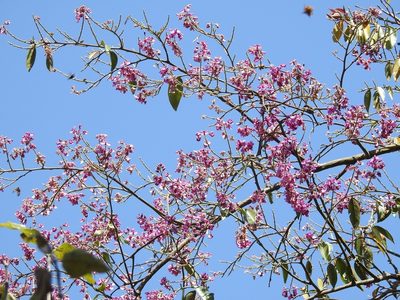 Securidaca diversifolia, photographed by Neptalí Ramírez Marcial
