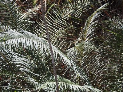 Pteris longifolia, photographed by Neptalí Ramírez Marcial