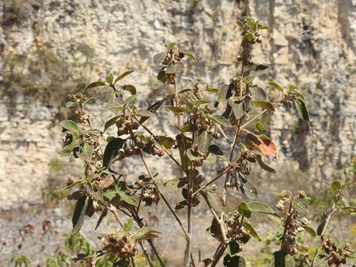 Lippia myriocephala, photographed by Neptalí Ramírez Marcial
