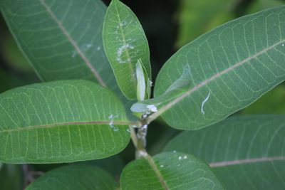Asclepias purpurascens, photographed by Stephanie Dolrenry