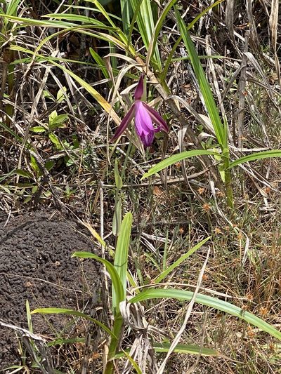 Cleistes rosea, photographed by Aaron RK