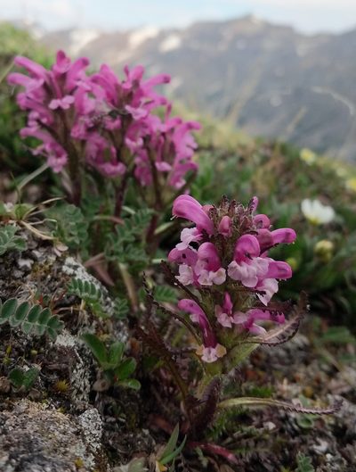 Pedicularis langsdorffii, photographed by Trevor Van Loon