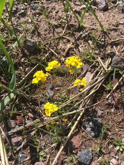 Draba hispida, photographed by Maria Galkina