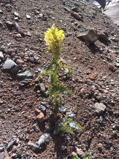 Pedicularis condensata, photographed by Maria Galkina
