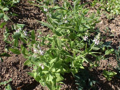 Stachys rigida, photographed by Mike Palmer