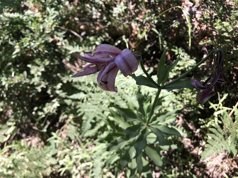 Lilium washingtonianum, photographed by Daniel S. Katz