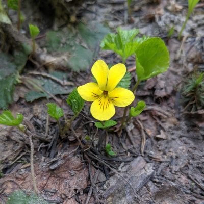 Viola orbiculata, photographed by Dominic Gentilcore