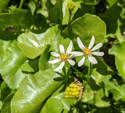 Caltha biflora, photographed by Dominic Gentilcore