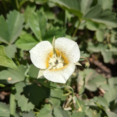 Calochortus subalpinus, photographed by Dominic Gentilcore