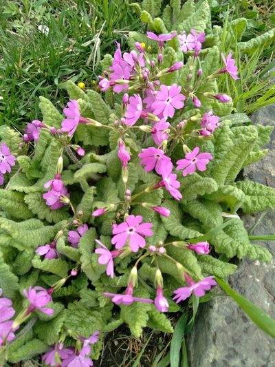 Primula sieboldii, photographed by Mikhail Nevsky