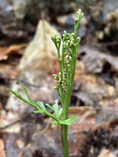Botrychium angustisegmentum, photographed by er-birds