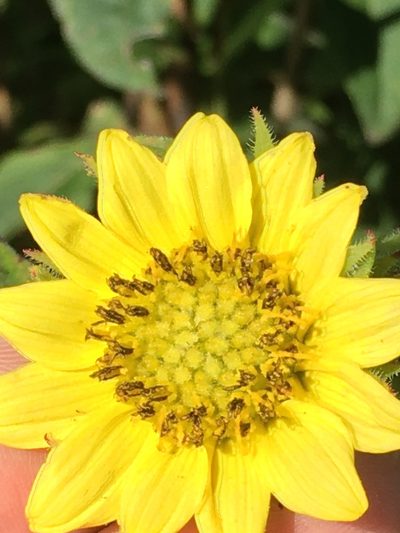 Helianthus resinosus, photographed by Becky Dill
