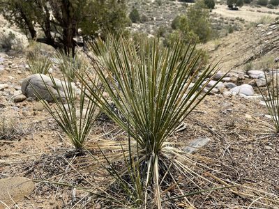 Yucca baileyi, photographed by Bobby McCabe