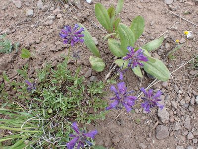 Penstemon heterodoxus, photographed by John Brew