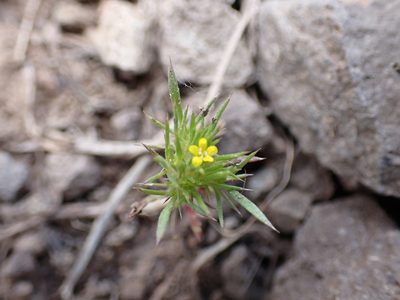Navarretia breweri, photographed by John Brew