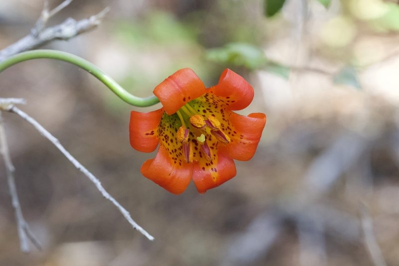 Lilium maritimum, photographed by Arvel Hernandez