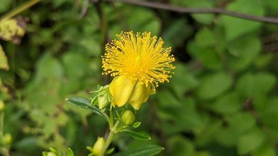 Hypericum prolificum, photographed by john_hall