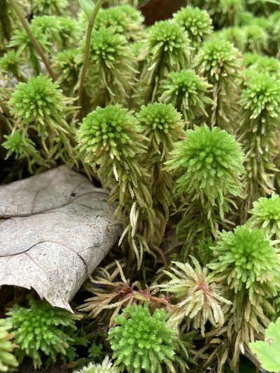 Sphagnum wulfianum, photographed by er-birds