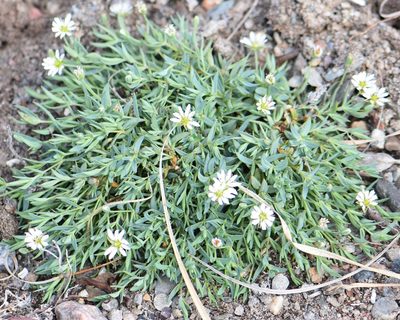 Stellaria longipes, photographed by Eric Lamb