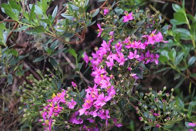 Bucquetia glutinosa, photographed by Andrés Ramírez-Barrera