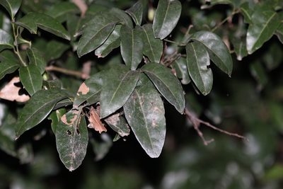 Cryptocarya sclerophylla, photographed by Greg Tasney