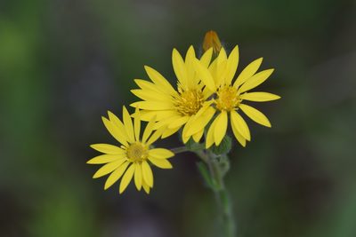 Bradburia pilosa, photographed by Blake Bringhurst