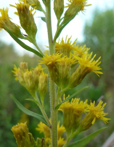 Solidago leavenworthii, photographed by Stan Shebs