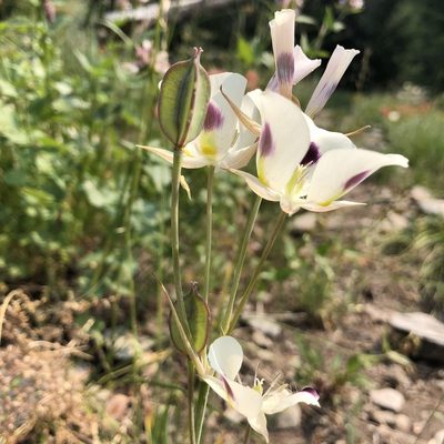 Calochortus eurycarpus, photographed by Aaron Sidder
