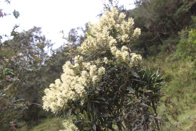 Gaiadendron punctatum, photographed by Andrés Ramírez-Barrera