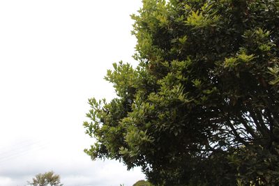 Quercus humboldtii, photographed by Andrés Ramírez-Barrera