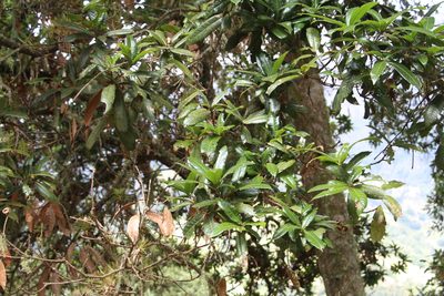 Quercus humboldtii, photographed by Andrés Ramírez-Barrera