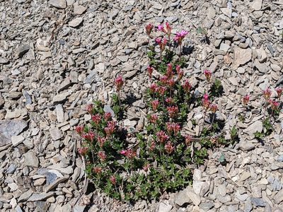 Androsace laevigata, photographed by John A Haskins