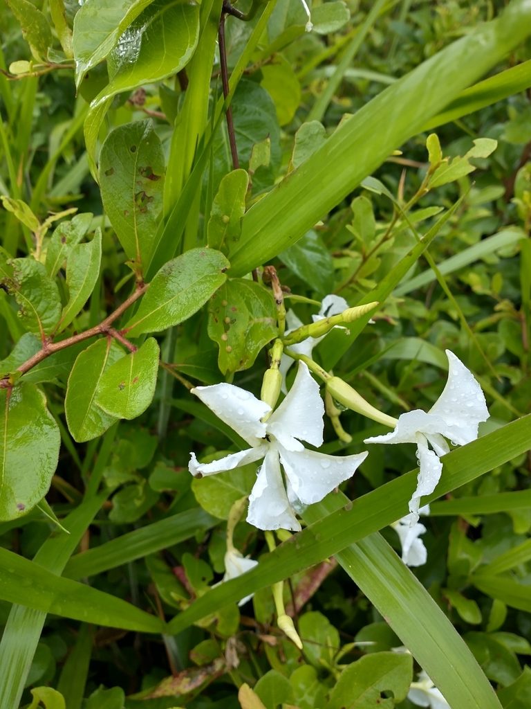 Echites yucatanensis, photographed by Juan Cruzado Cortés