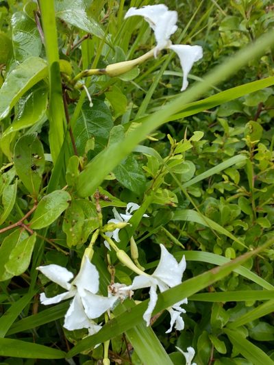 Echites yucatanensis, photographed by Juan Cruzado Cortés