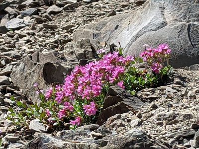Androsace laevigata, photographed by John A Haskins