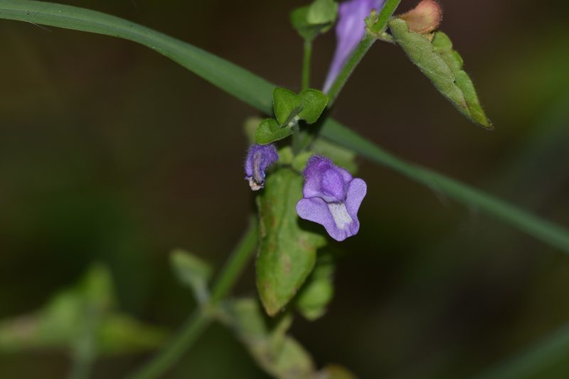 Scutellaria cardiophylla, photographed by Blake Bringhurst