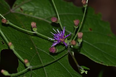 Vernonia texana, photographed by Blake Bringhurst