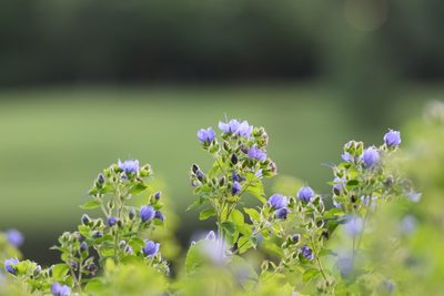 Hydrolea ovata, photographed by Blake Bringhurst