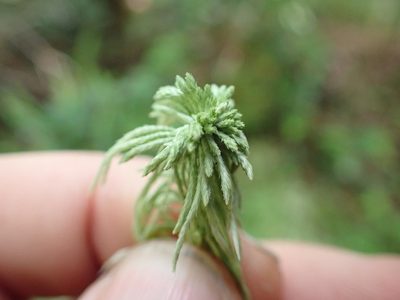 Sphagnum rubiginosum, photographed by Randal