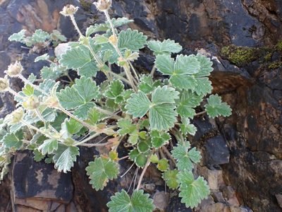 Potentilla villosa, photographed by Randal