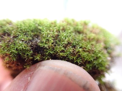 Eucladium verticillatum, photographed by Randal