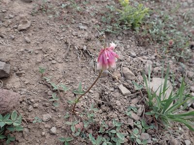 Trifolium productum
