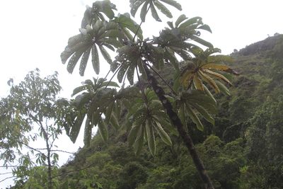 Cecropia angustifolia, photographed by Andrés Ramírez-Barrera