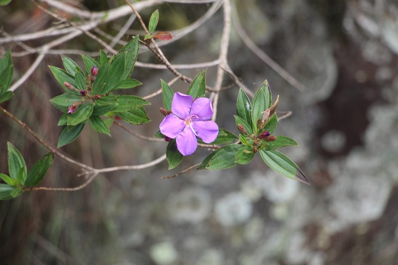 Pleroma martiale, photographed by Andrés Ramírez-Barrera