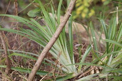 Puya floccosa, photographed by Andrés Ramírez-Barrera
