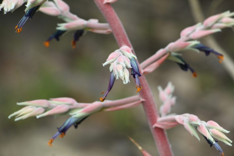Puya floccosa, photographed by Andrés Ramírez-Barrera